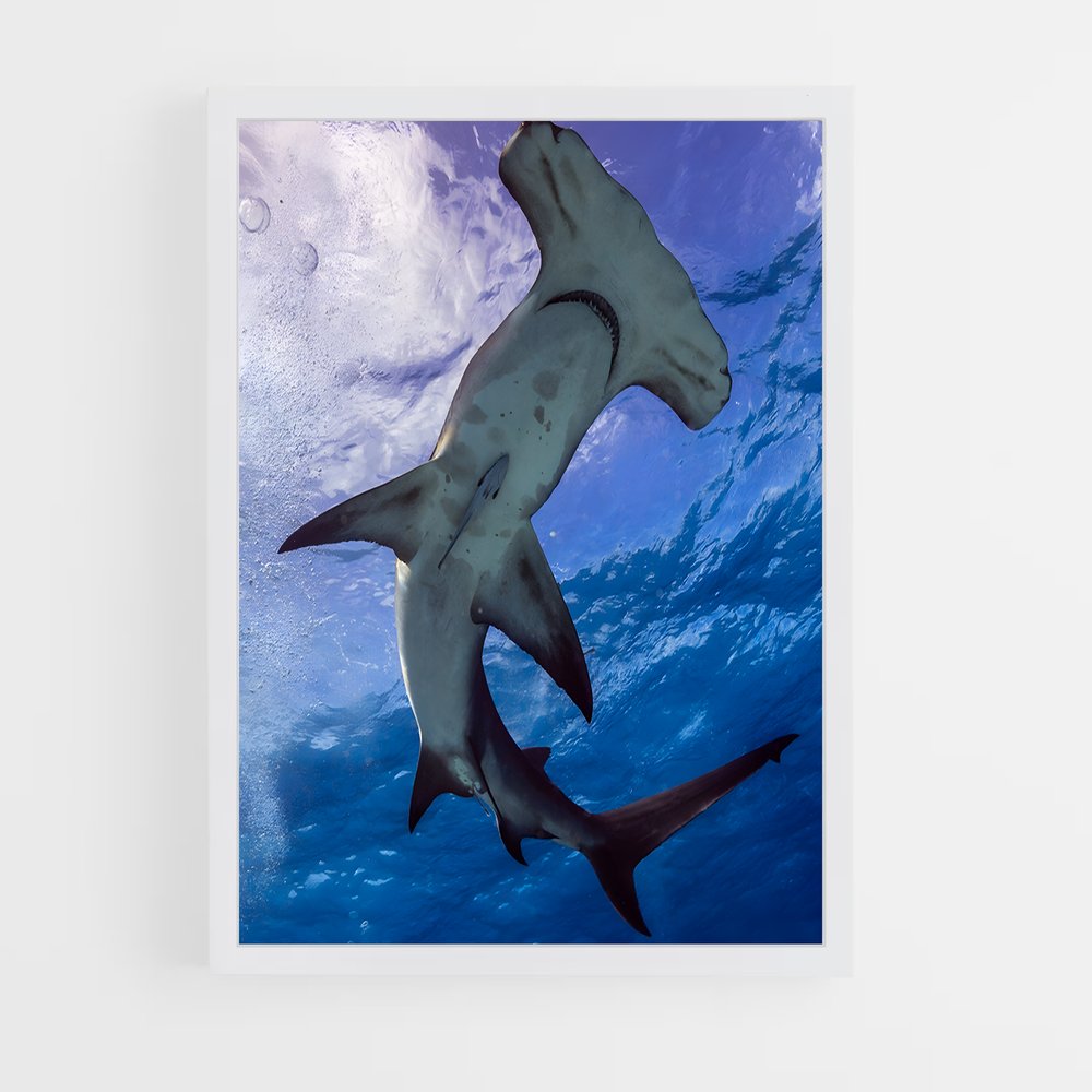 ap-hammerhead shark-3 cadre Blanc