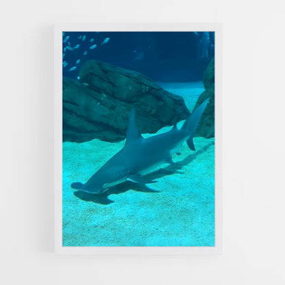 ap-hammerhead shark-4 cadre Blanc