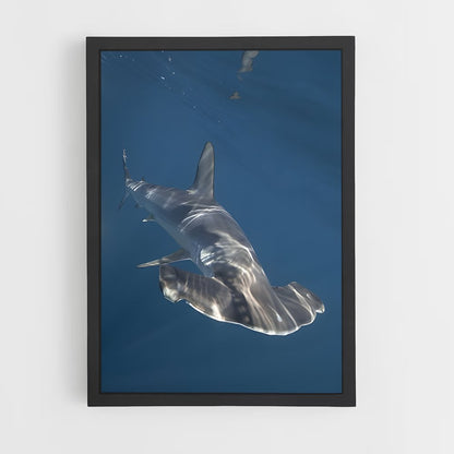 ap-hammerhead shark-5 cadre Noir
