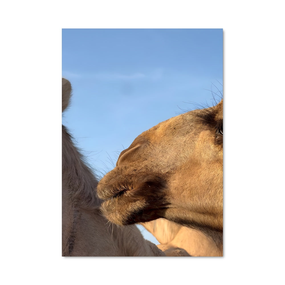 Poster Regard de Dromadaire