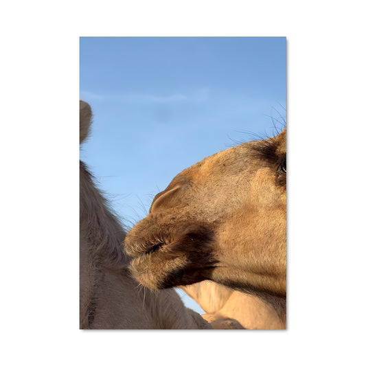 Poster Regard de Dromadaire