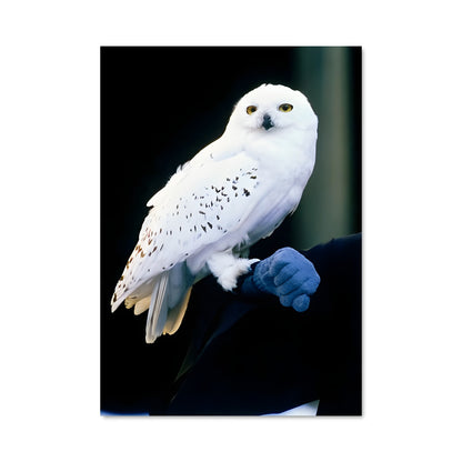Poster Hedwig's Guardian