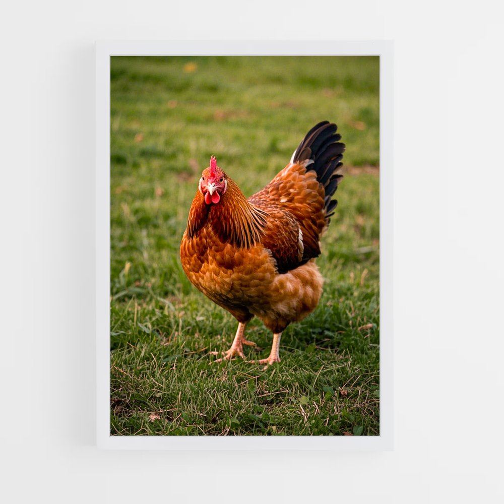 ap-hen-2 cadre Blanc