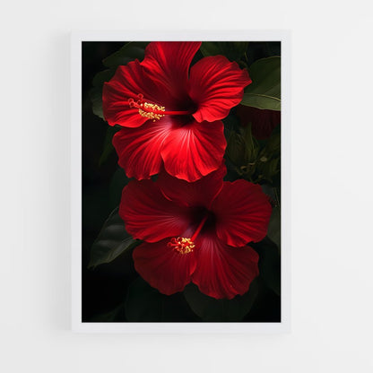 ap-hibiscus-1 cadre Blanc