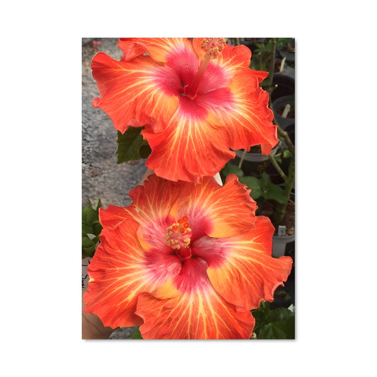 Poster Hibiscus 96582