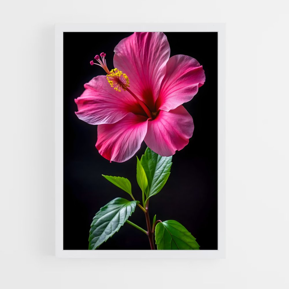 ap-hibiscus-2 cadre Blanc