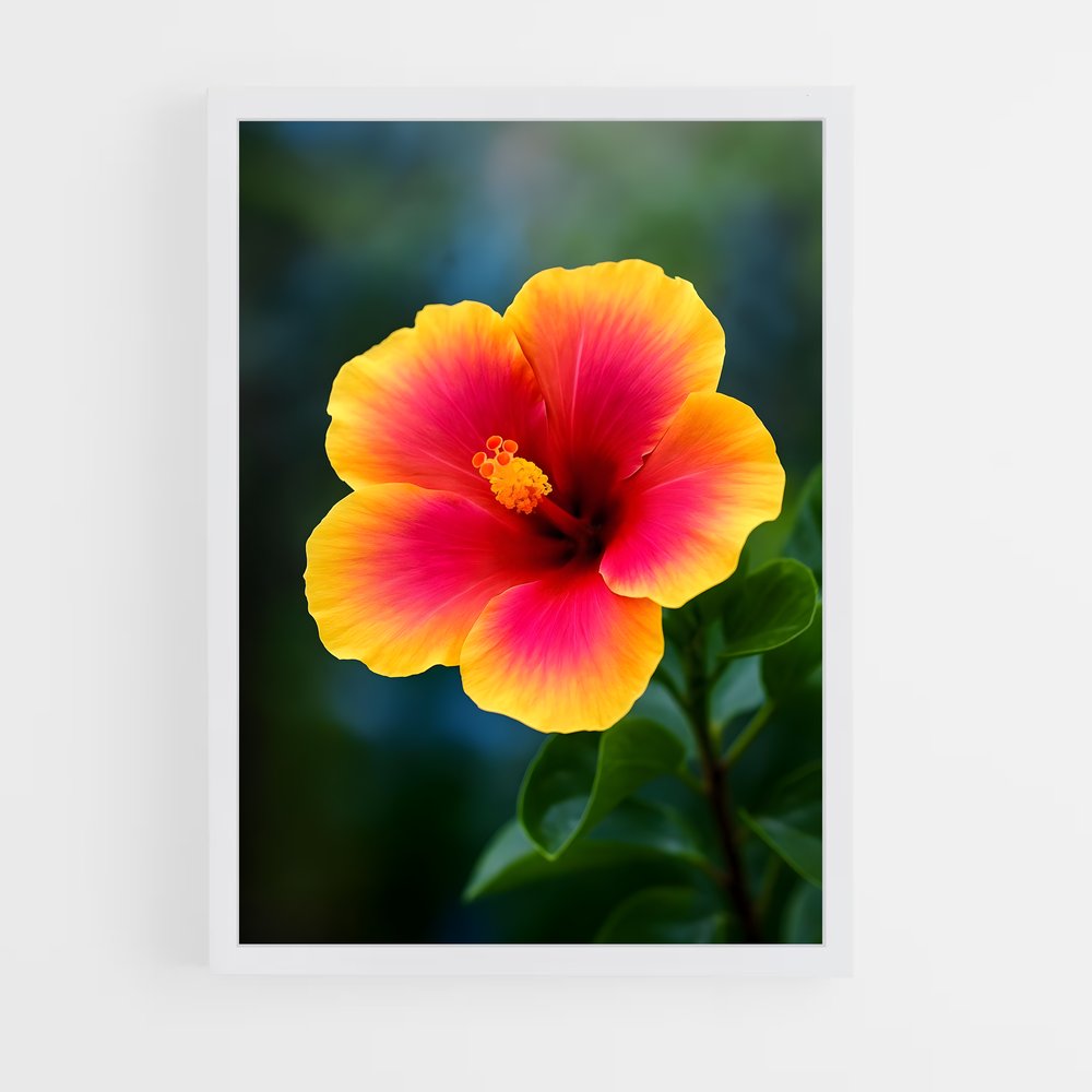 ap-hibiscus-6 cadre Blanc