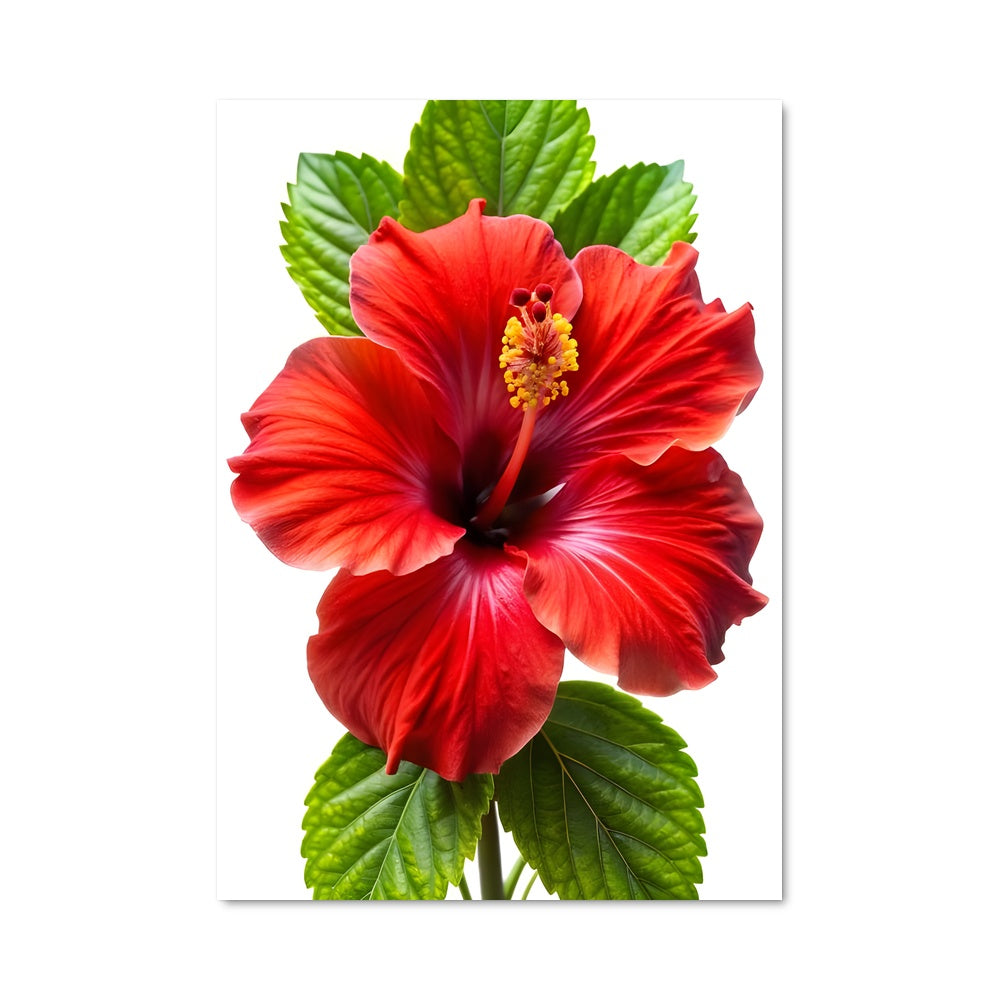 Poster Hibiscus Rouge