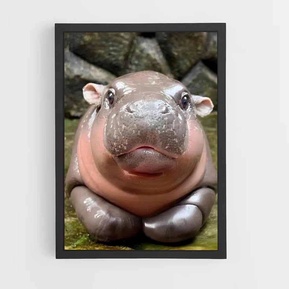 ap-hippo-5 cadre Noir
