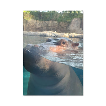 Poster Hippopotamie Aquatique