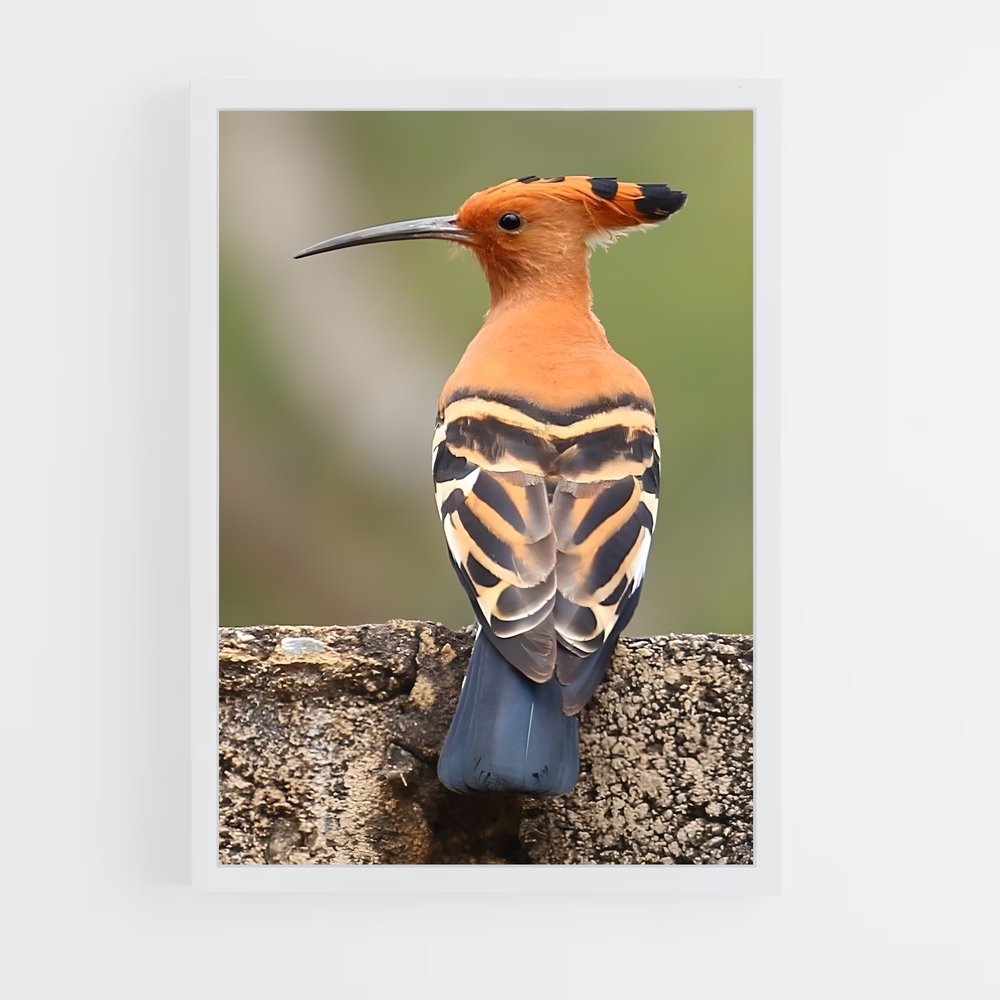 ap-hoopoe-11 cadre Blanc