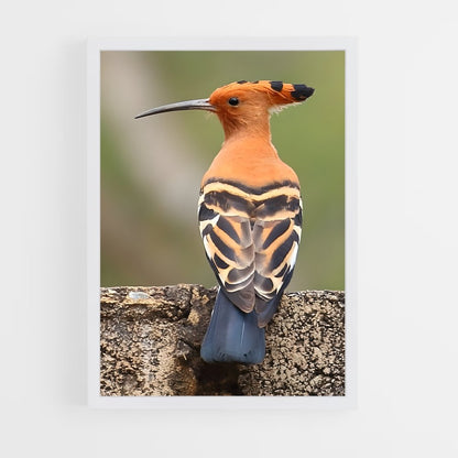 ap-hoopoe-11 cadre Blanc