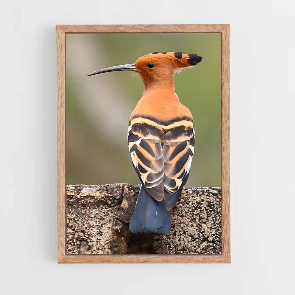 ap-hoopoe-11 cadre Bois clair