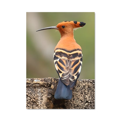 Poster Oiseau de l'Aube