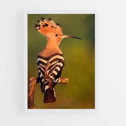 ap-hoopoe-2 cadre Blanc