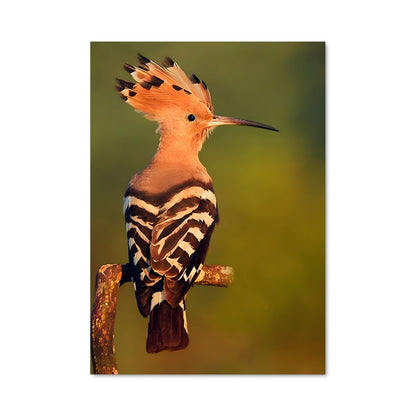Poster L'Oiseau de Paradis