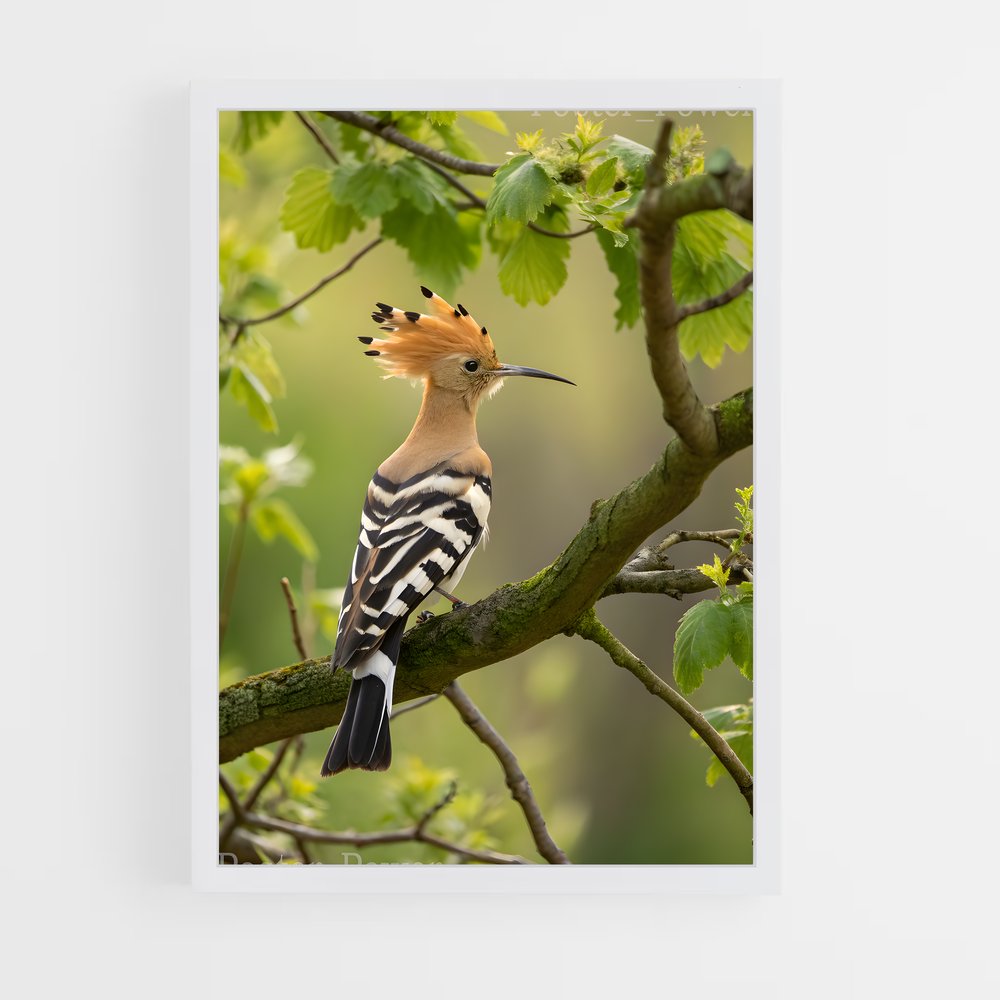 ap-hoopoe-3 cadre Blanc