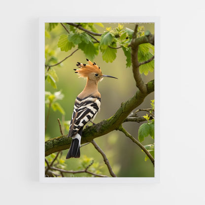 ap-hoopoe-3 cadre Blanc