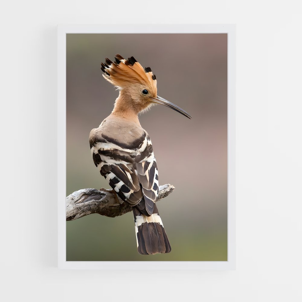 ap-hoopoe-4 cadre Blanc