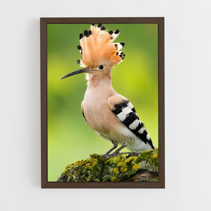 ap-hoopoe-5 cadre Bois foncé