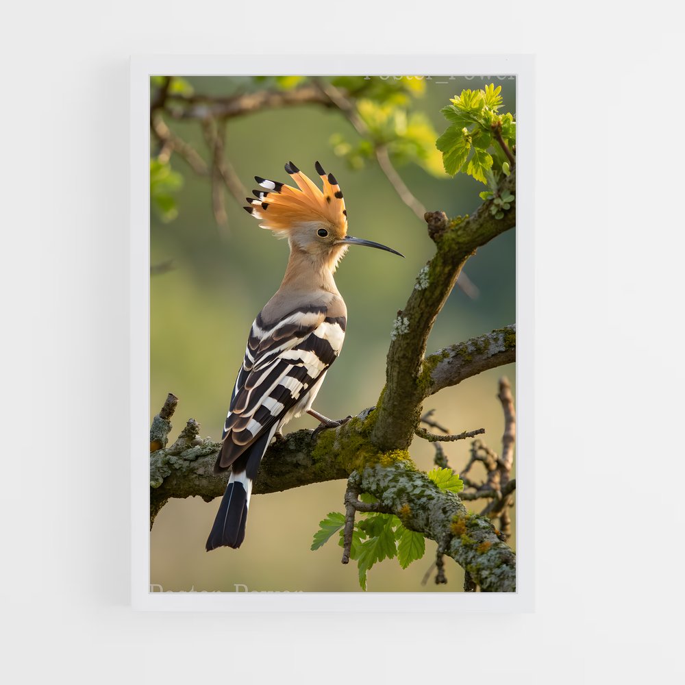 ap-hoopoe-6 cadre Blanc