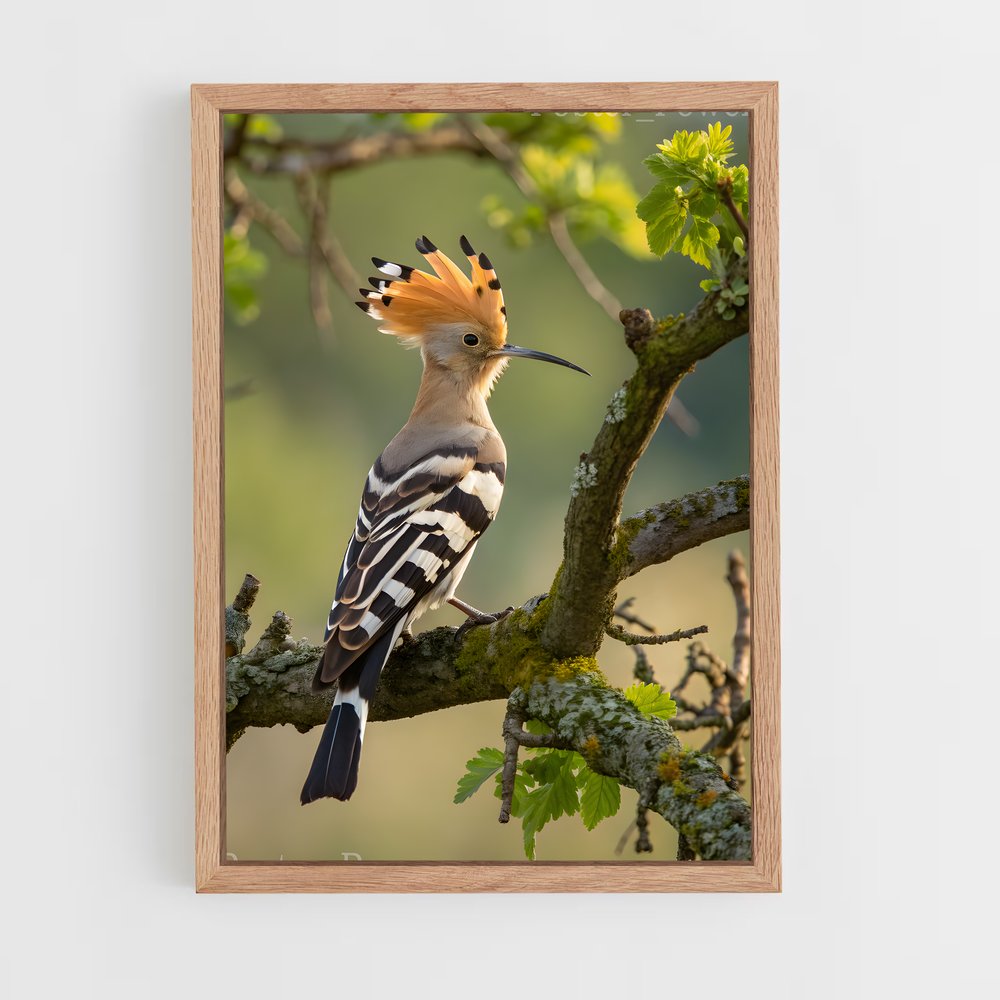 ap-hoopoe-6 cadre Bois clair