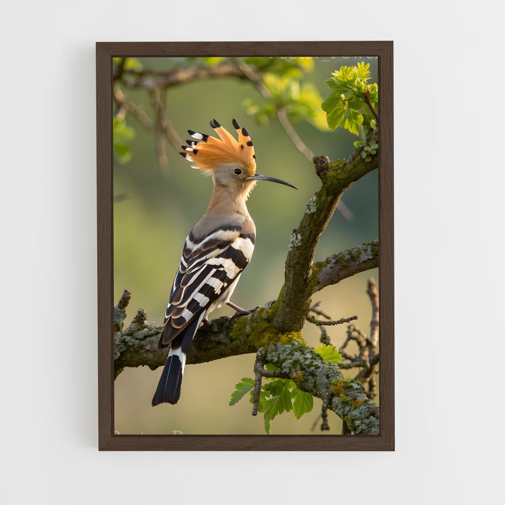 ap-hoopoe-6 cadre Bois foncé