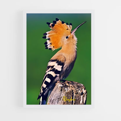 ap-hoopoe-8 cadre Blanc