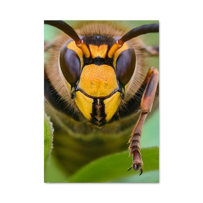 Poster Visage de Frelon