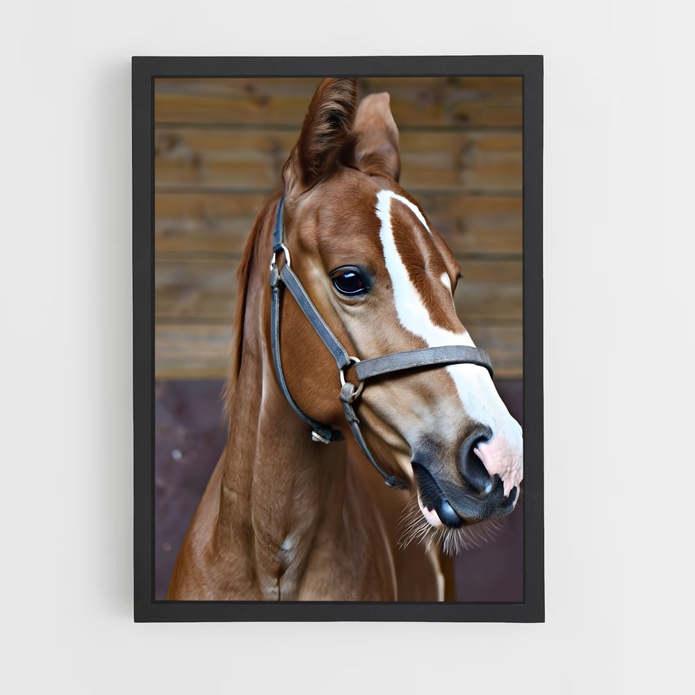 ap-horse-14 cadre Noir