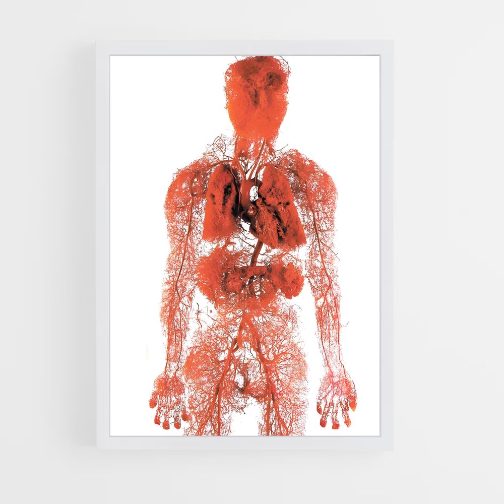 ap-human anatomy-3 cadre Blanc