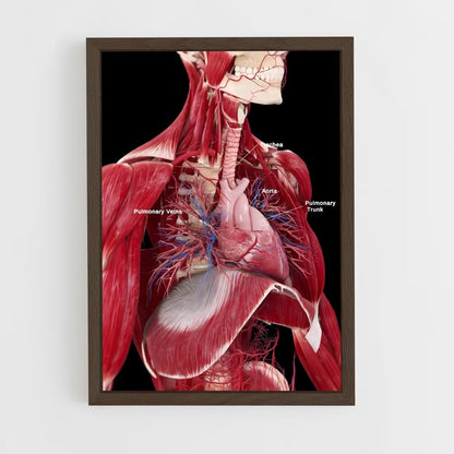 ap-human anatomy-4 cadre Bois foncé
