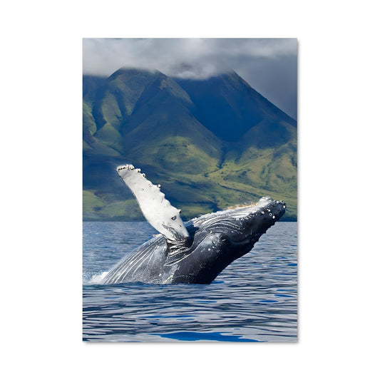 Poster Éruption Cétacée