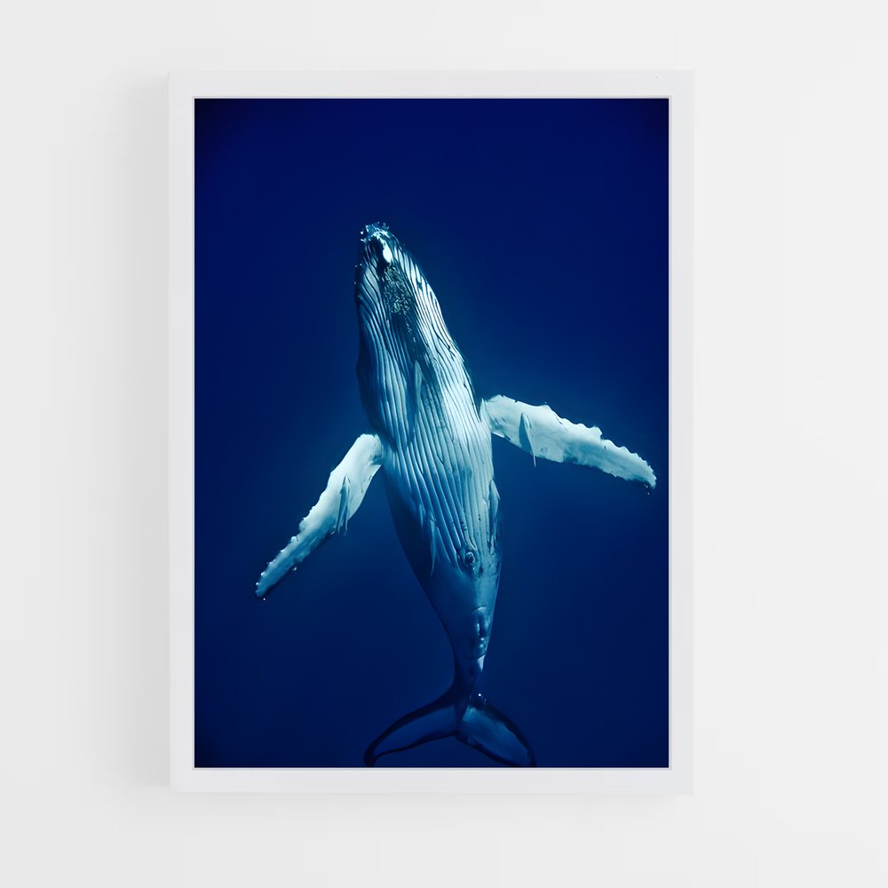 ap-humpback whale-5 cadre Blanc