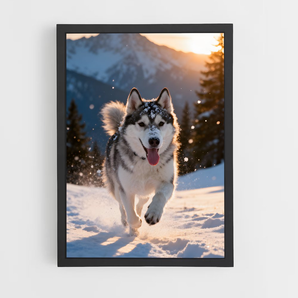 ap-husky-1 cadre Noir