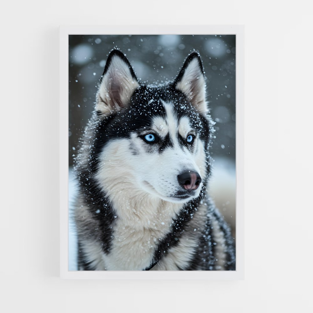 ap-husky-2 cadre Blanc