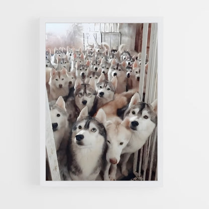 ap-husky-4 cadre Blanc