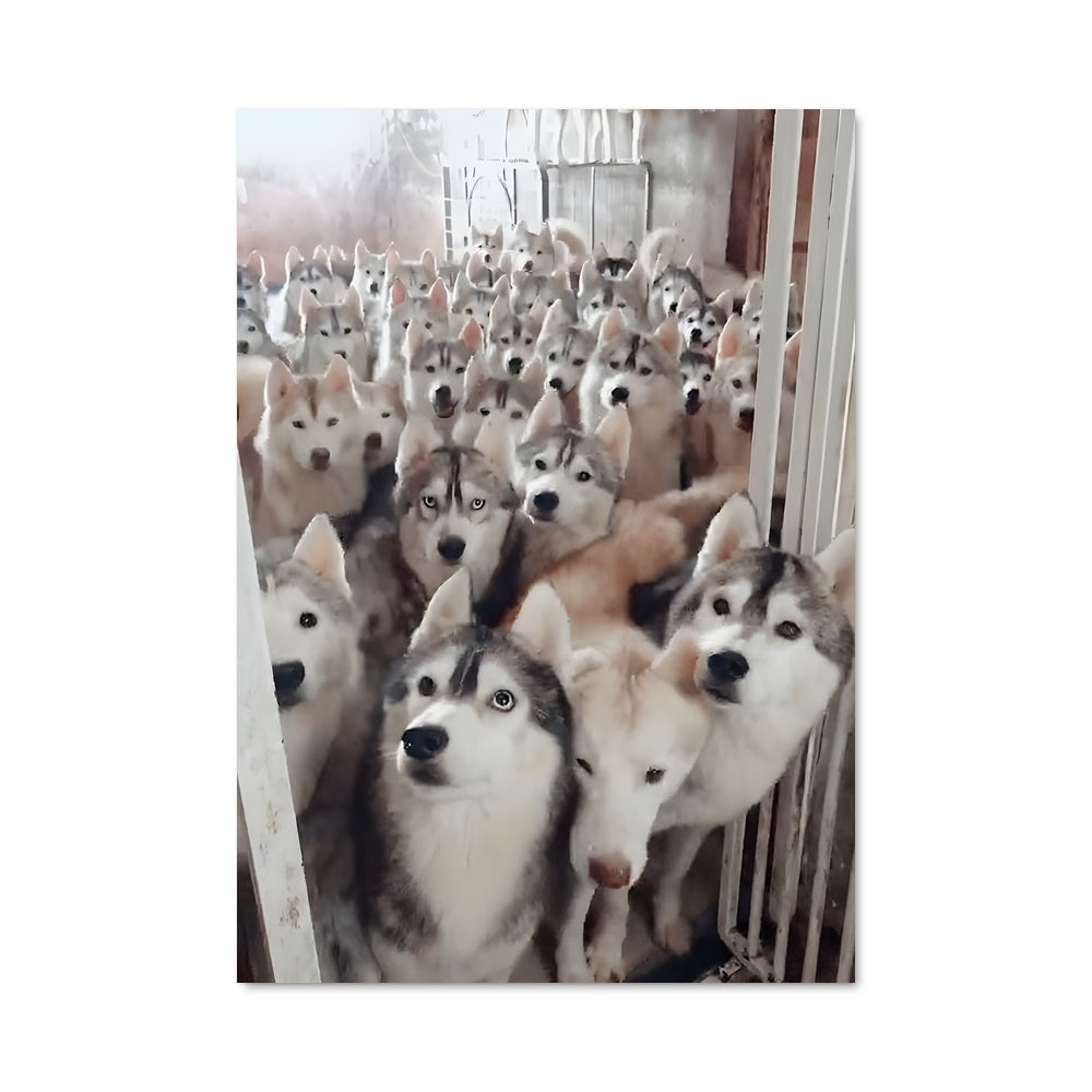 Poster Enclos des Husky