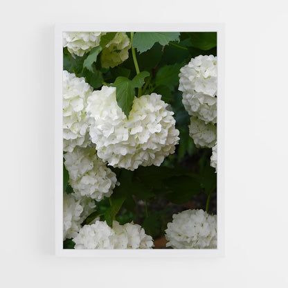 ap-hydrangea-11 cadre Blanc