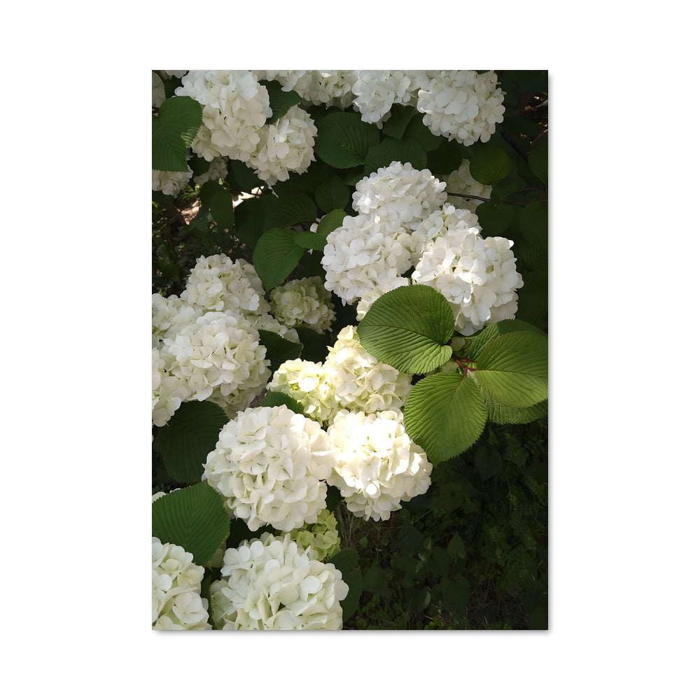 Poster Bouquet d'Hydrangeas