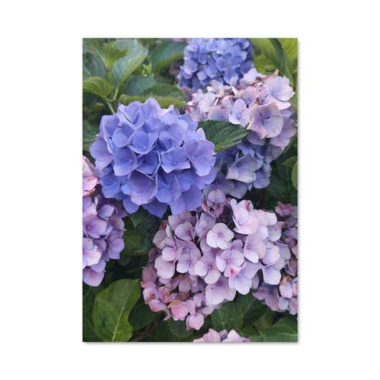 Poster Éclosion d'Hydrangeas