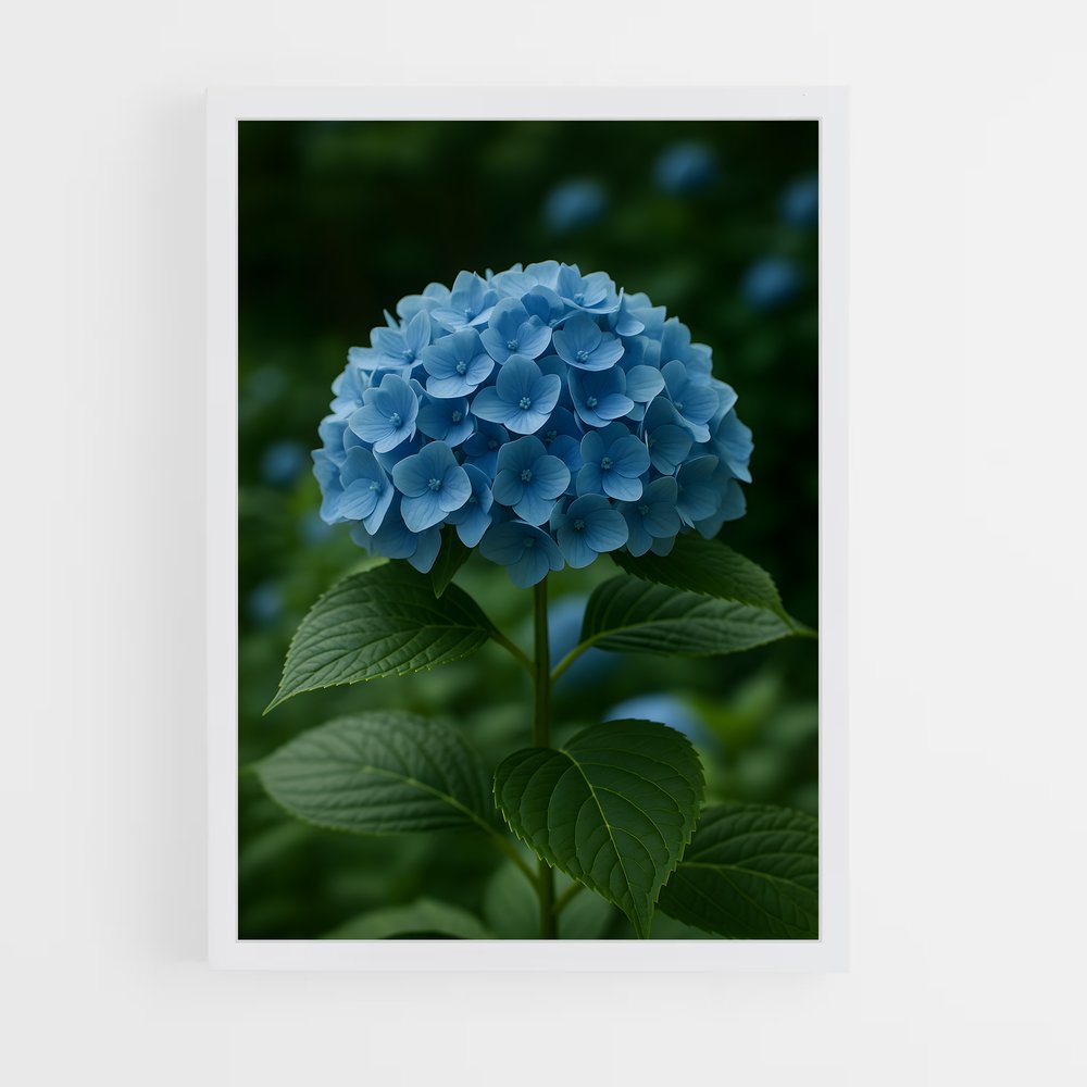 ap-hydrangea-7 cadre Blanc