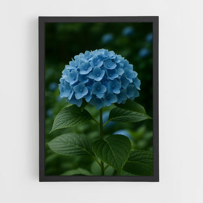 ap-hydrangea-7 cadre Noir