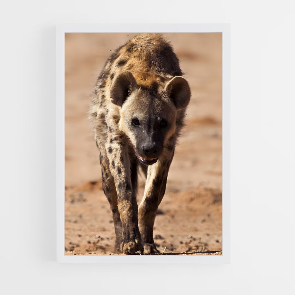 ap-hyena-1 cadre Blanc