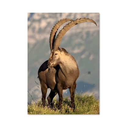 Poster La Chèvre des Cîmes