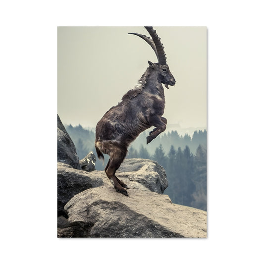Poster L'Ibex Élévé