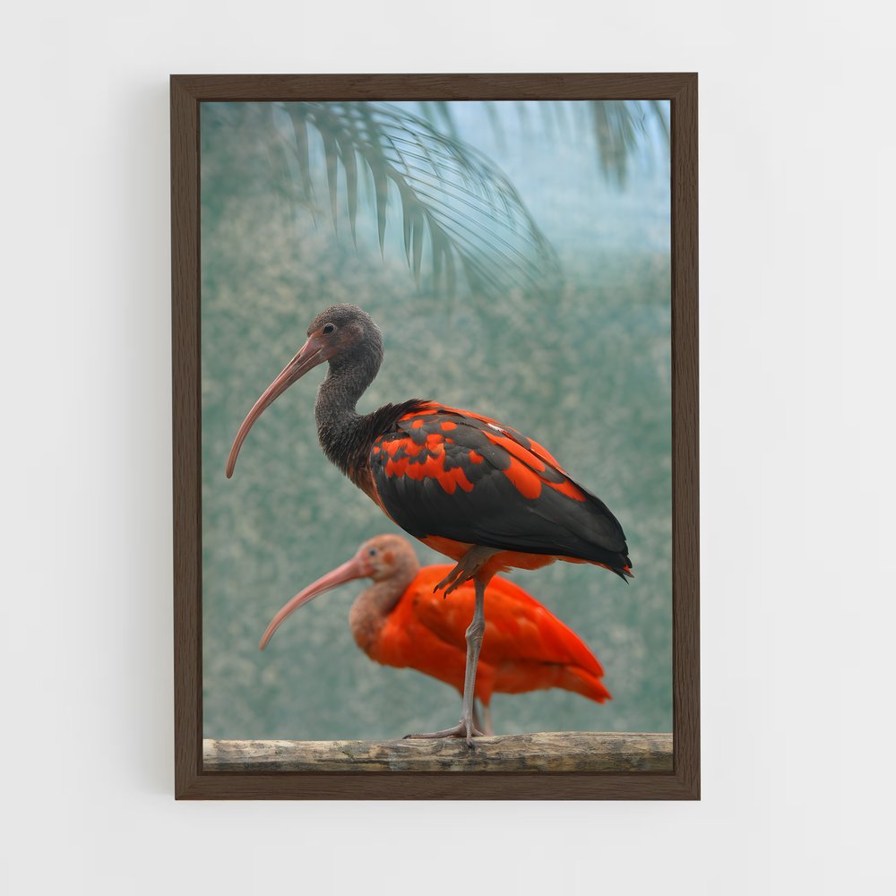 ap-ibis-2 cadre Bois foncé