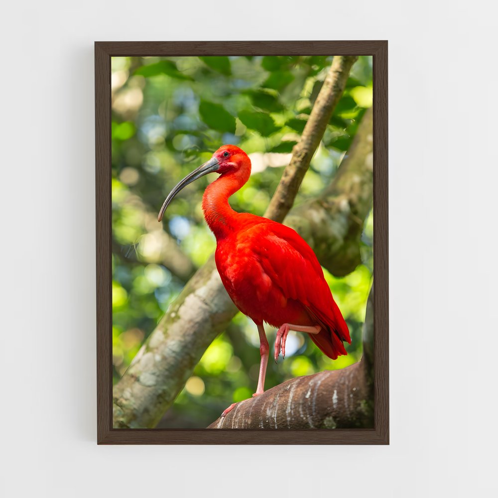 ap-ibis-3 cadre Bois foncé