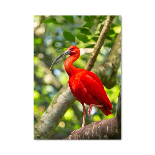 Poster Ibis Rouge