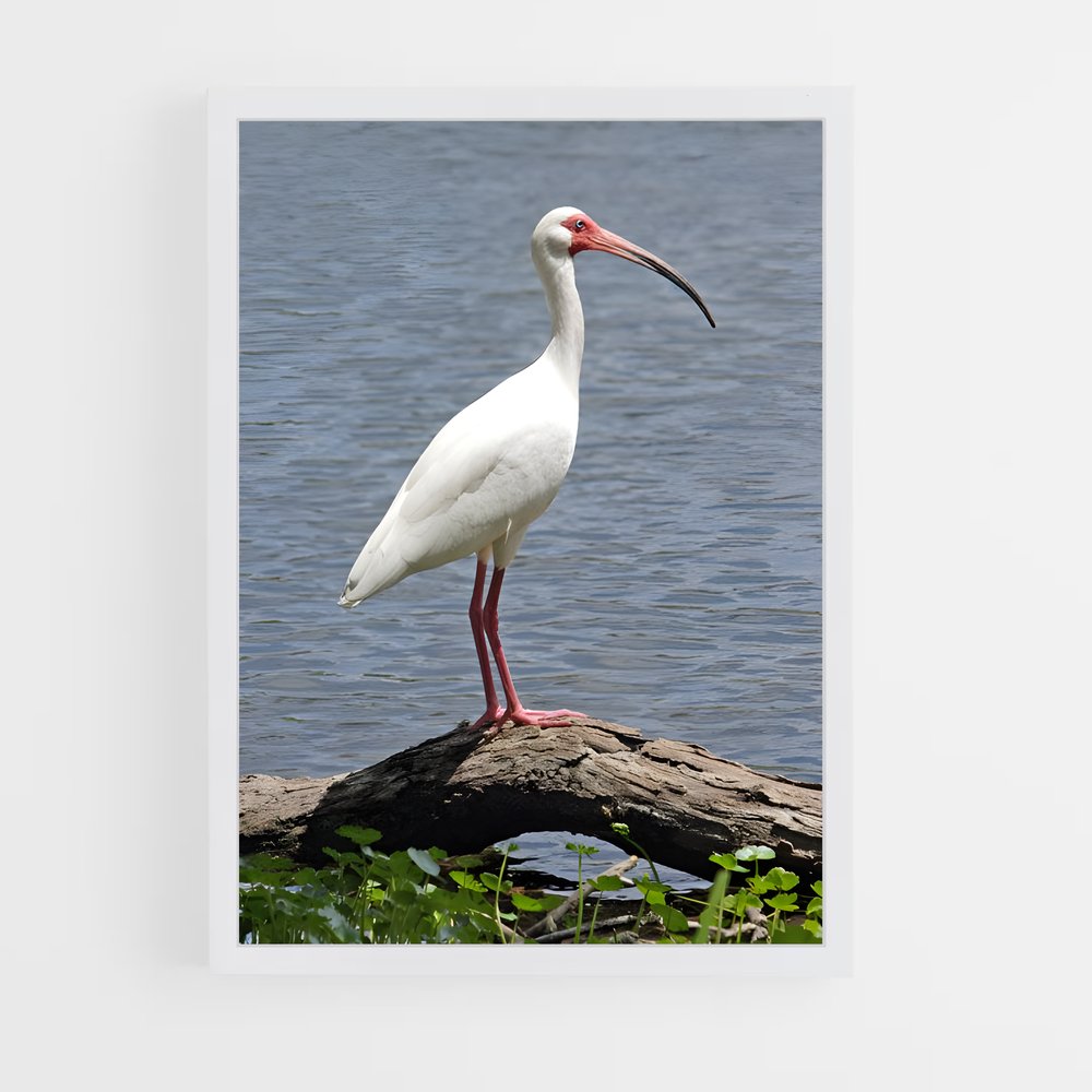 ap-ibis-5 cadre Blanc